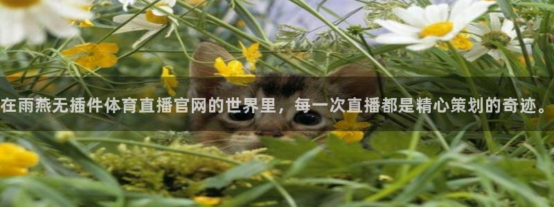 在雨燕无插件体育直播官网的世界里，每一次直播都是精心策划的奇迹。
