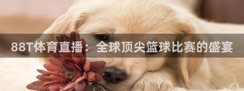 88T体育直播：全球顶尖篮球比赛的盛宴
