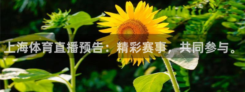 上海体育直播预告：精彩赛事，共同参与。