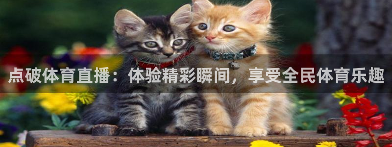 点破体育直播：体验精彩瞬间，享受全民体育乐趣